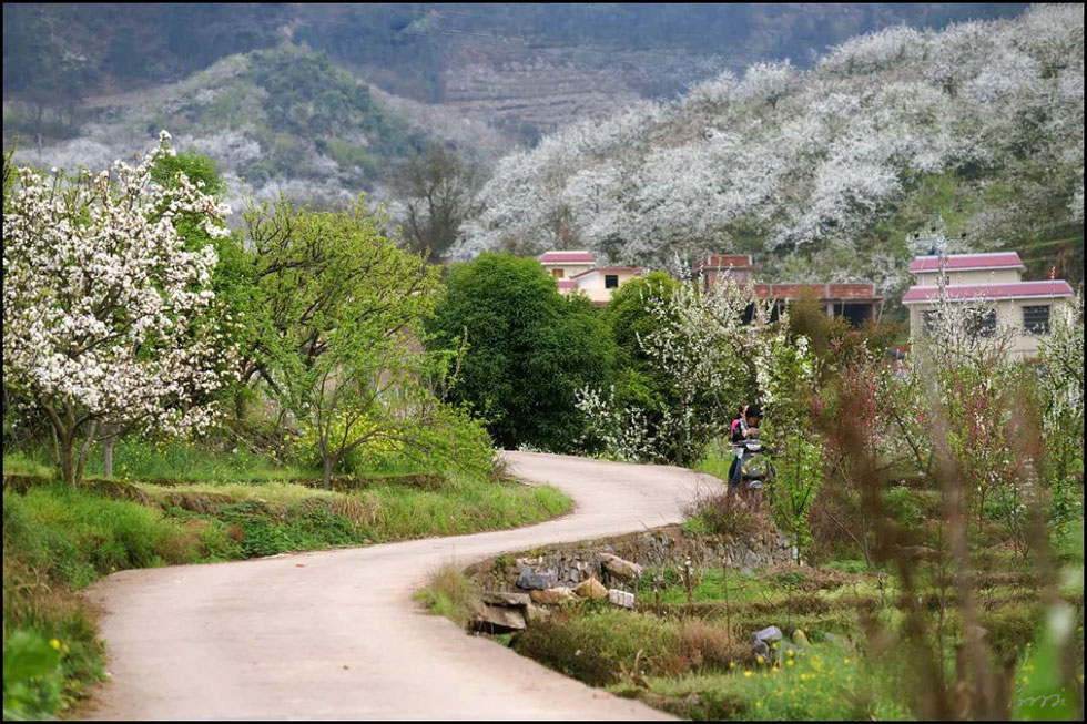 【春天,广西桂林灌阳县向您发出邀请!】我们在灌阳看梨花 - 游山玩水 - 榆林生活社区 - 榆林28生活网 yl.28life.com