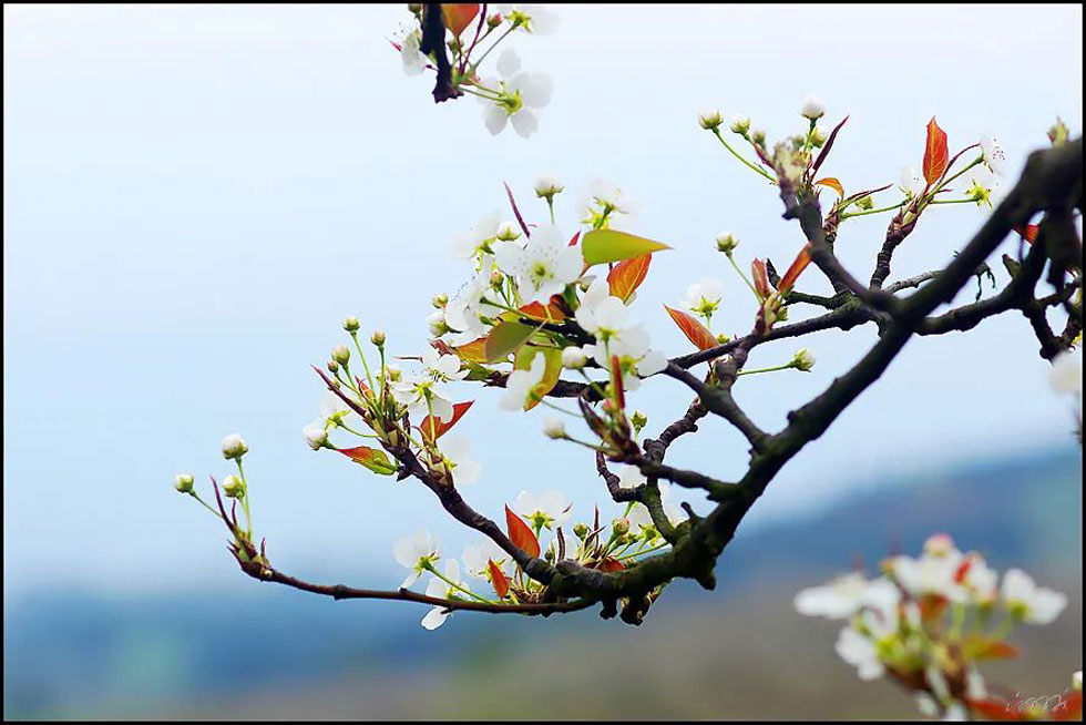 【春天,广西桂林灌阳县向您发出邀请!】我们在灌阳看梨花 - 游山玩水 - 榆林生活社区 - 榆林28生活网 yl.28life.com