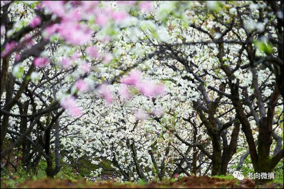 【春天,广西桂林灌阳县向您发出邀请!】我们在灌阳看梨花 - 游山玩水 - 榆林生活社区 - 榆林28生活网 yl.28life.com