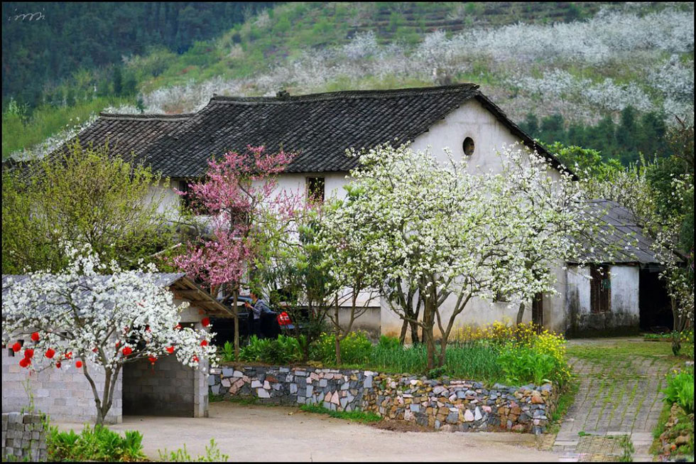 【春天,广西桂林灌阳县向您发出邀请!】我们在灌阳看梨花 - 游山玩水 - 榆林生活社区 - 榆林28生活网 yl.28life.com