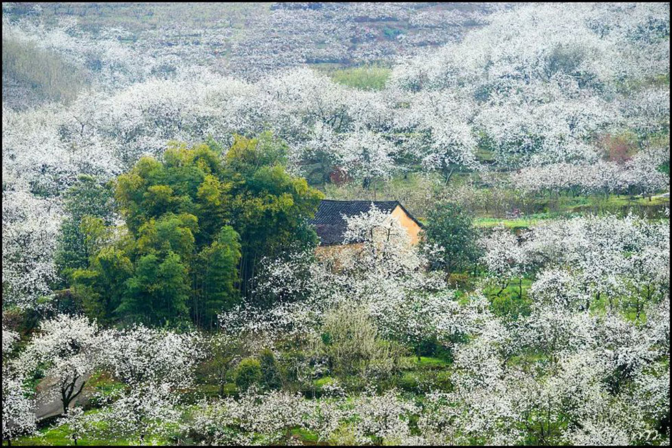 【春天,广西桂林灌阳县向您发出邀请!】我们在灌阳看梨花 - 游山玩水 - 榆林生活社区 - 榆林28生活网 yl.28life.com