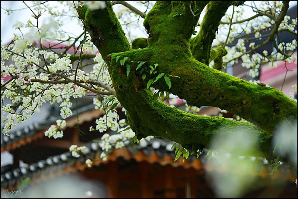 【春天,广西桂林灌阳县向您发出邀请!】我们在灌阳看梨花 - 游山玩水 - 榆林生活社区 - 榆林28生活网 yl.28life.com