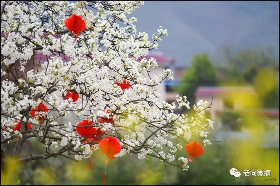 【春天,广西桂林灌阳县向您发出邀请!】我们在灌阳看梨花 - 游山玩水 - 榆林生活社区 - 榆林28生活网 yl.28life.com
