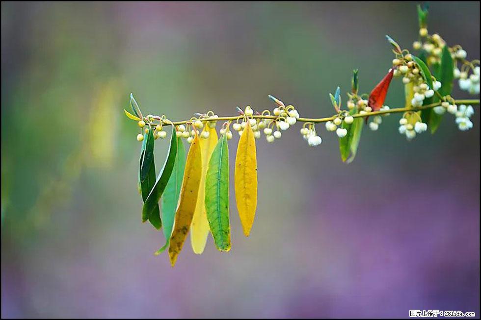 【春天，广西桂林灌阳县向您发出邀请！】米珠山前有片山苍子花在飘香 - 游山玩水 - 榆林生活社区 - 榆林28生活网 yl.28life.com