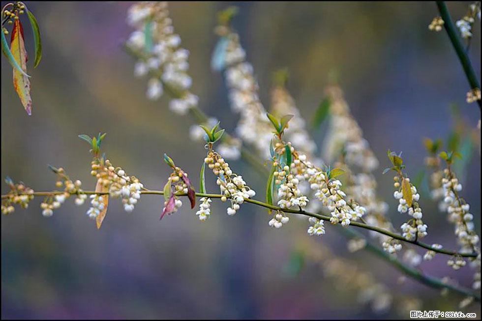 【春天，广西桂林灌阳县向您发出邀请！】米珠山前有片山苍子花在飘香 - 游山玩水 - 榆林生活社区 - 榆林28生活网 yl.28life.com