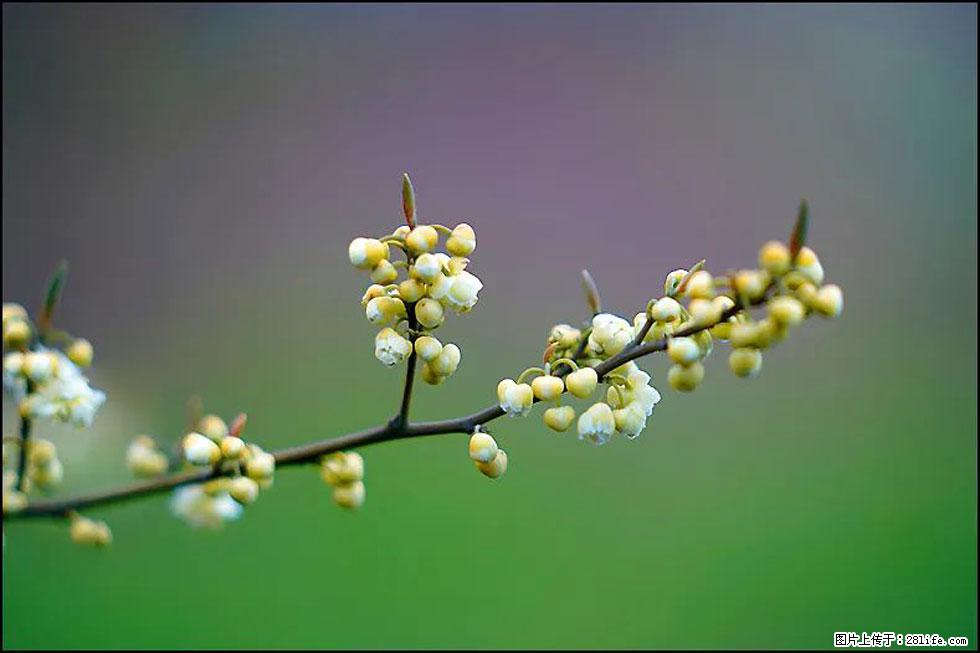 【春天，广西桂林灌阳县向您发出邀请！】米珠山前有片山苍子花在飘香 - 游山玩水 - 榆林生活社区 - 榆林28生活网 yl.28life.com