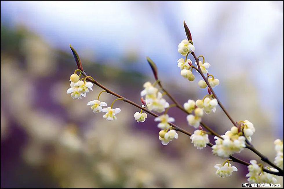 【春天，广西桂林灌阳县向您发出邀请！】米珠山前有片山苍子花在飘香 - 游山玩水 - 榆林生活社区 - 榆林28生活网 yl.28life.com