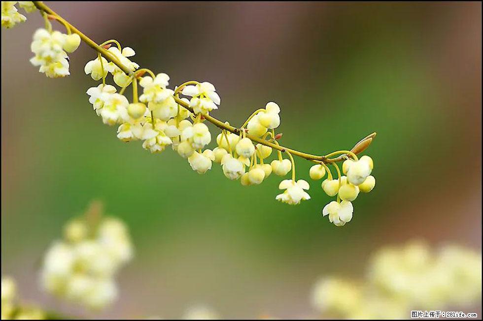 【春天，广西桂林灌阳县向您发出邀请！】米珠山前有片山苍子花在飘香 - 游山玩水 - 榆林生活社区 - 榆林28生活网 yl.28life.com