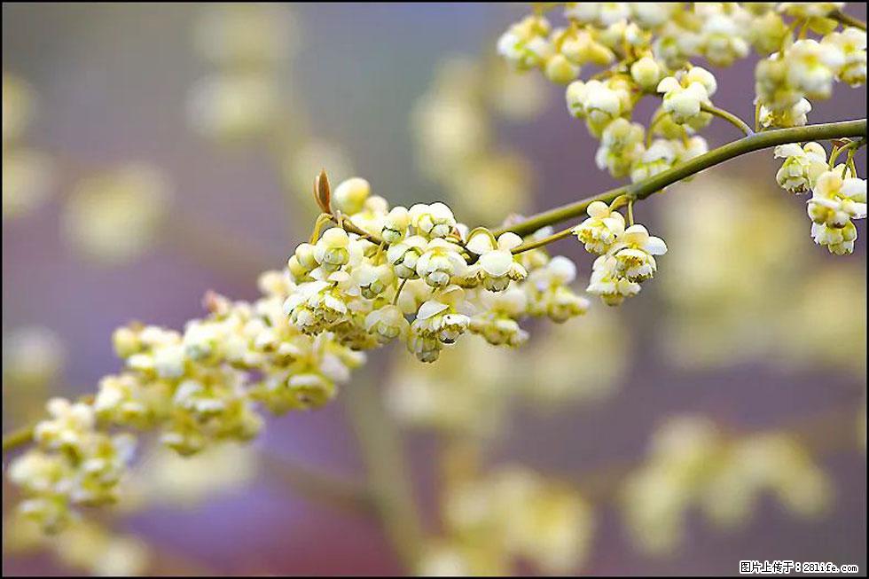【春天，广西桂林灌阳县向您发出邀请！】米珠山前有片山苍子花在飘香 - 游山玩水 - 榆林生活社区 - 榆林28生活网 yl.28life.com