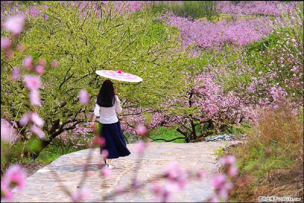 【春天,广西桂林灌阳县向您发出邀请!】官庄村有个醉美的桃花园 - 游山玩水 - 榆林生活社区 - 榆林28生活网 yl.28life.com