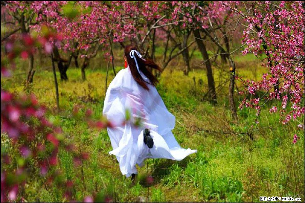 【春天,广西桂林灌阳县向您发出邀请!】官庄村有个醉美的桃花园 - 游山玩水 - 榆林生活社区 - 榆林28生活网 yl.28life.com