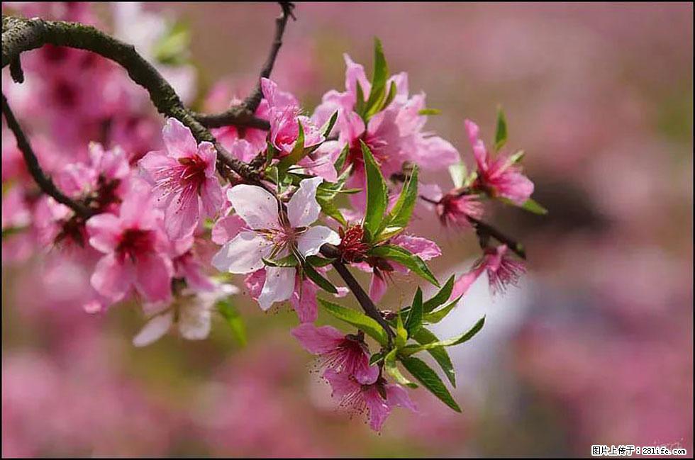 【春天,广西桂林灌阳县向您发出邀请!】官庄村有个醉美的桃花园 - 游山玩水 - 榆林生活社区 - 榆林28生活网 yl.28life.com