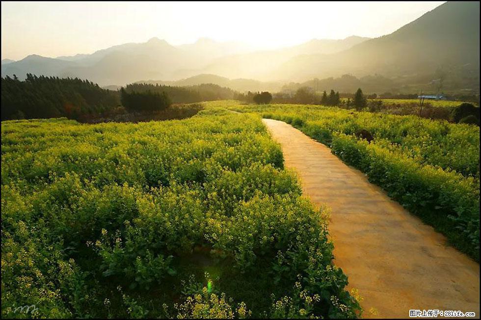 【春天,广西桂林灌阳县向您发出邀请!】长坪村油菜盛情花开 - 游山玩水 - 榆林生活社区 - 榆林28生活网 yl.28life.com