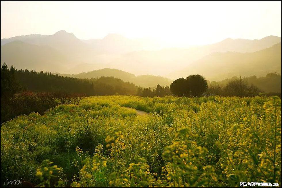 【春天,广西桂林灌阳县向您发出邀请!】长坪村油菜盛情花开 - 游山玩水 - 榆林生活社区 - 榆林28生活网 yl.28life.com