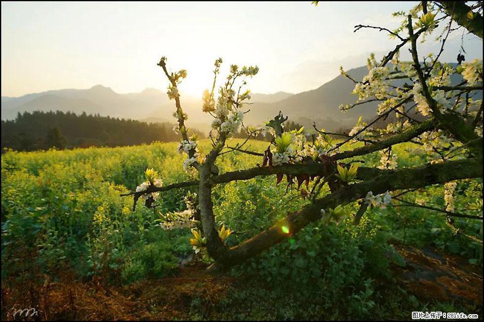 【春天,广西桂林灌阳县向您发出邀请!】长坪村油菜盛情花开 - 游山玩水 - 榆林生活社区 - 榆林28生活网 yl.28life.com