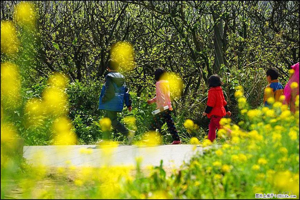 【春天,广西桂林灌阳县向您发出邀请!】长坪村油菜盛情花开 - 游山玩水 - 榆林生活社区 - 榆林28生活网 yl.28life.com