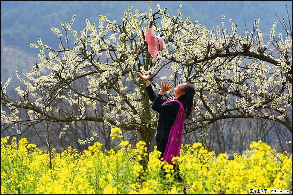 【春天,广西桂林灌阳县向您发出邀请!】长坪村油菜盛情花开 - 游山玩水 - 榆林生活社区 - 榆林28生活网 yl.28life.com