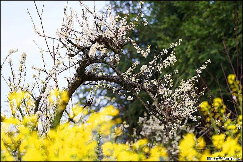 【春天,广西桂林灌阳县向您发出邀请!】长坪村油菜盛情花开 - 游山玩水 - 榆林生活社区 - 榆林28生活网 yl.28life.com