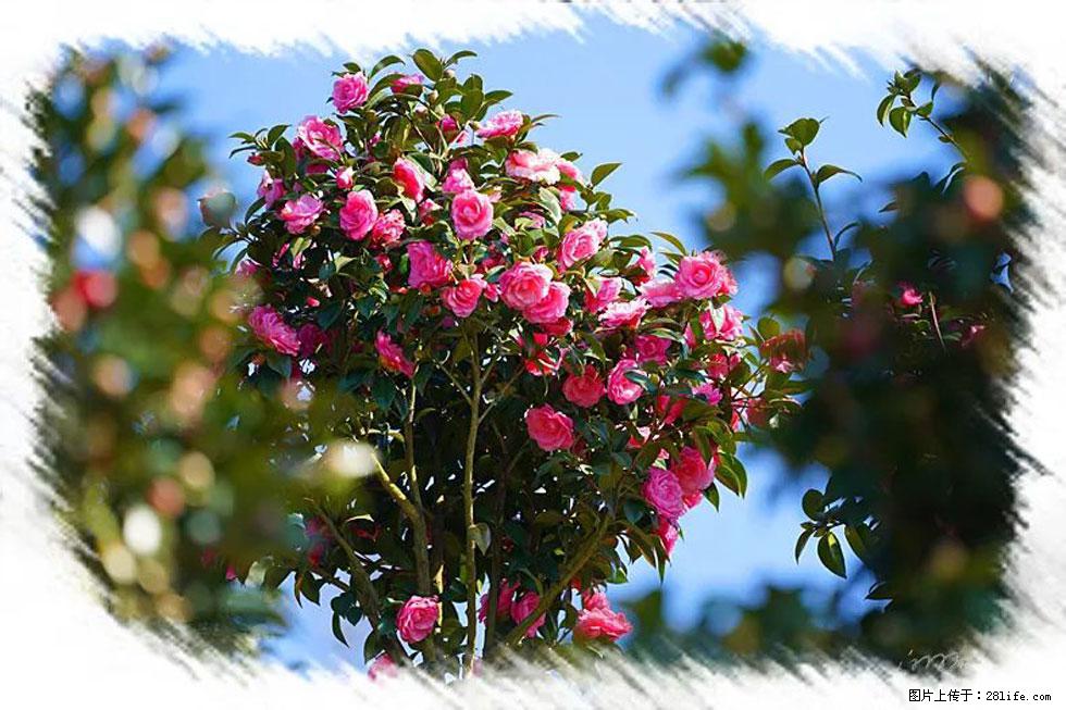 【春天,广西桂林灌阳县向您发出邀请!】杨柳井茶花惹人爱 - 游山玩水 - 榆林生活社区 - 榆林28生活网 yl.28life.com