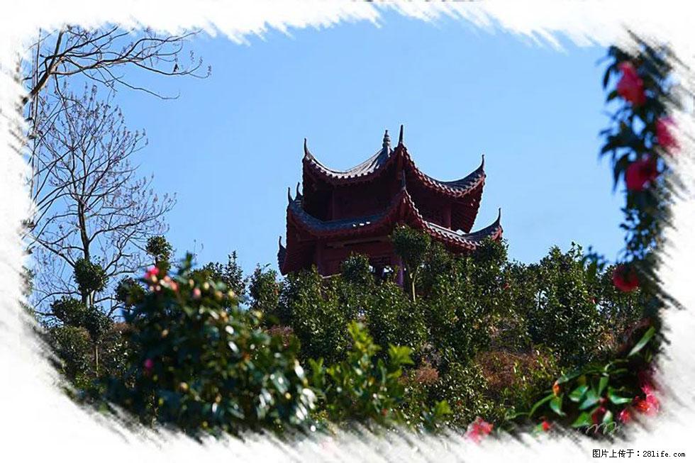 【春天,广西桂林灌阳县向您发出邀请!】杨柳井茶花惹人爱 - 游山玩水 - 榆林生活社区 - 榆林28生活网 yl.28life.com