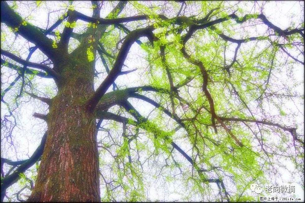 【春天,广西桂林灌阳县向您发出邀请!】在小龙村与春天约会 - 游山玩水 - 榆林生活社区 - 榆林28生活网 yl.28life.com