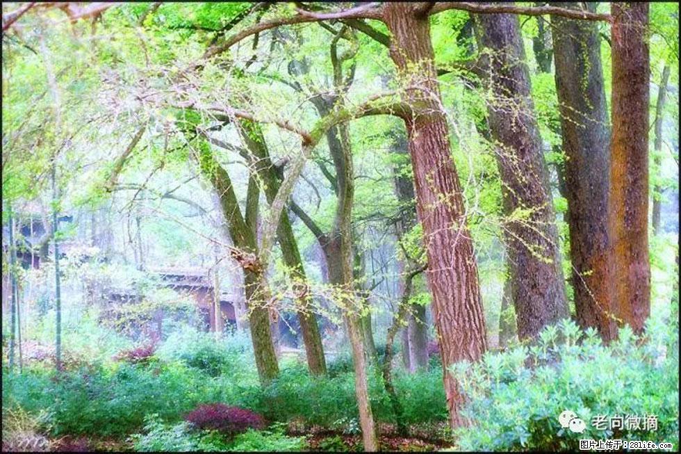 【春天,广西桂林灌阳县向您发出邀请!】在小龙村与春天约会 - 游山玩水 - 榆林生活社区 - 榆林28生活网 yl.28life.com