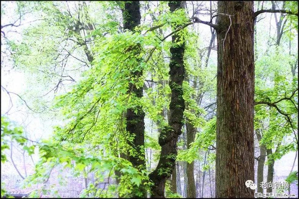 【春天,广西桂林灌阳县向您发出邀请!】在小龙村与春天约会 - 游山玩水 - 榆林生活社区 - 榆林28生活网 yl.28life.com