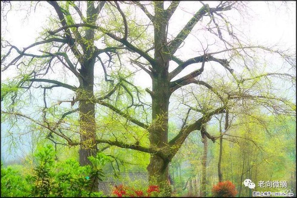 【春天,广西桂林灌阳县向您发出邀请!】在小龙村与春天约会 - 游山玩水 - 榆林生活社区 - 榆林28生活网 yl.28life.com