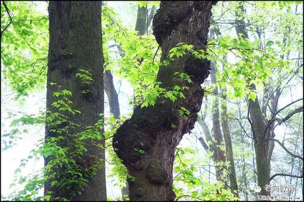 【春天,广西桂林灌阳县向您发出邀请!】在小龙村与春天约会 - 游山玩水 - 榆林生活社区 - 榆林28生活网 yl.28life.com