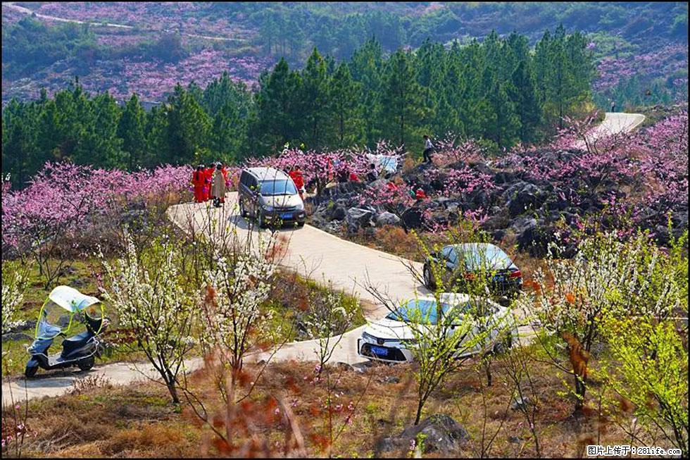 【春天,广西桂林灌阳县向您发出邀请!】望月岭上桃花开 - 游山玩水 - 榆林生活社区 - 榆林28生活网 yl.28life.com