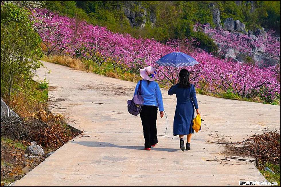 【春天,广西桂林灌阳县向您发出邀请!】望月岭上桃花开 - 游山玩水 - 榆林生活社区 - 榆林28生活网 yl.28life.com
