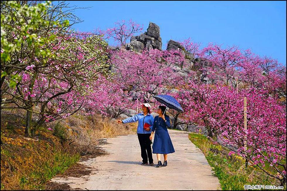 【春天,广西桂林灌阳县向您发出邀请!】望月岭上桃花开 - 游山玩水 - 榆林生活社区 - 榆林28生活网 yl.28life.com