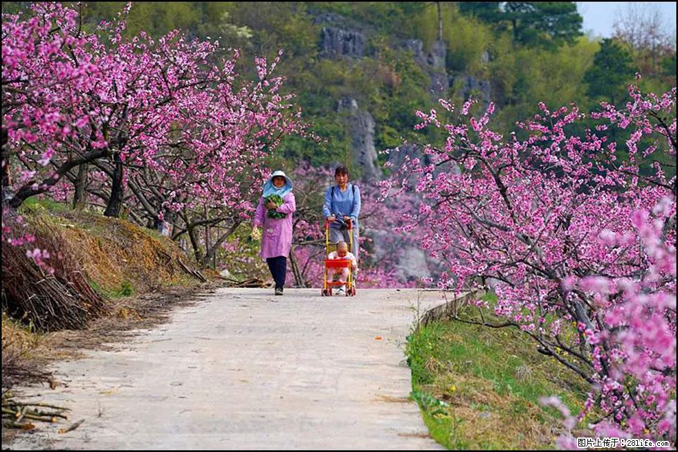 【春天,广西桂林灌阳县向您发出邀请!】望月岭上桃花开 - 游山玩水 - 榆林生活社区 - 榆林28生活网 yl.28life.com