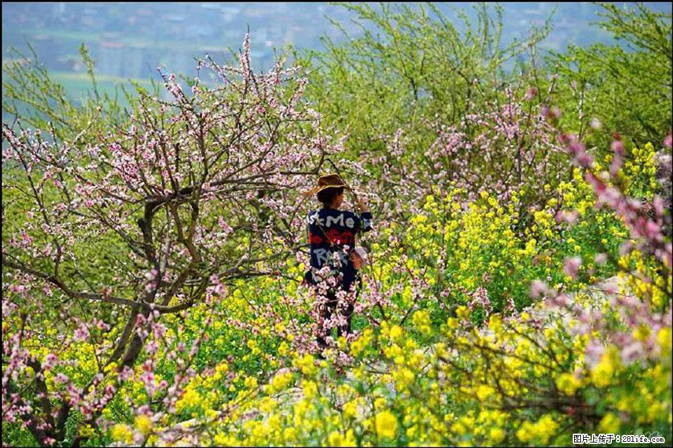 【春天,广西桂林灌阳县向您发出邀请!】望月岭上桃花开 - 游山玩水 - 榆林生活社区 - 榆林28生活网 yl.28life.com