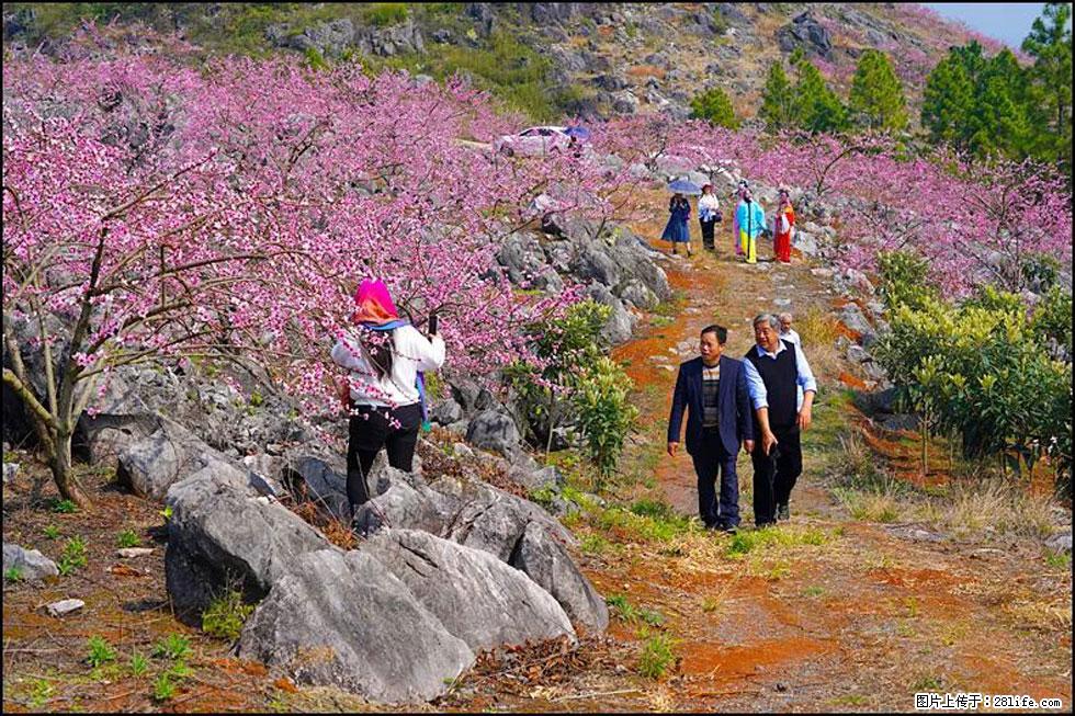 【春天,广西桂林灌阳县向您发出邀请!】望月岭上桃花开 - 游山玩水 - 榆林生活社区 - 榆林28生活网 yl.28life.com