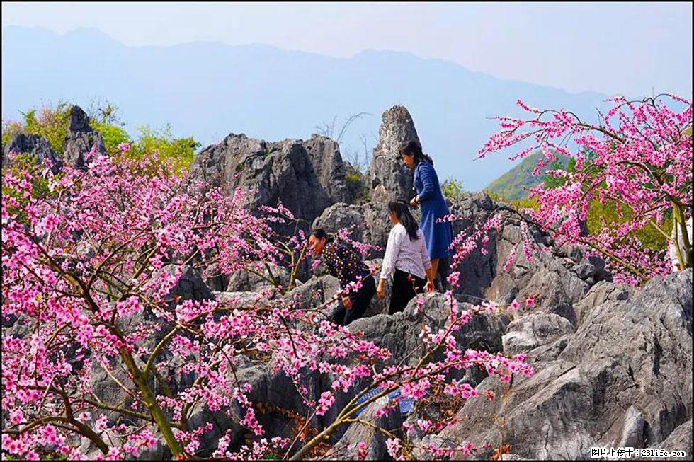 【春天,广西桂林灌阳县向您发出邀请!】望月岭上桃花开 - 游山玩水 - 榆林生活社区 - 榆林28生活网 yl.28life.com