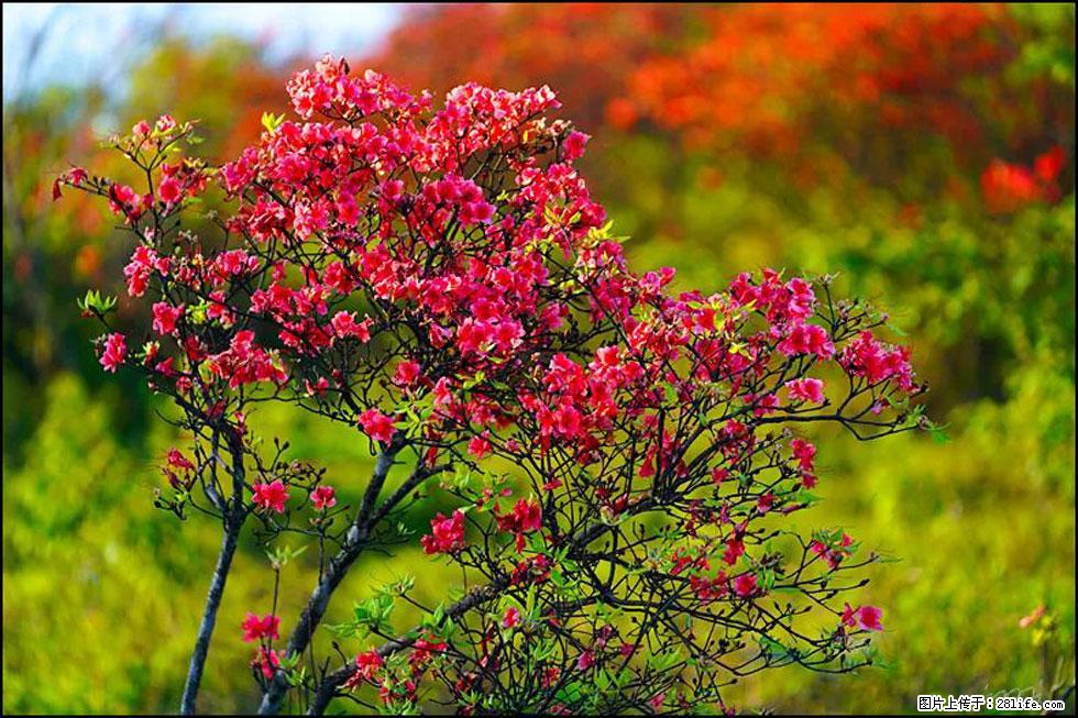【春天,广西桂林灌阳县向您发出邀请!】春木界上映山红 - 游山玩水 - 榆林生活社区 - 榆林28生活网 yl.28life.com