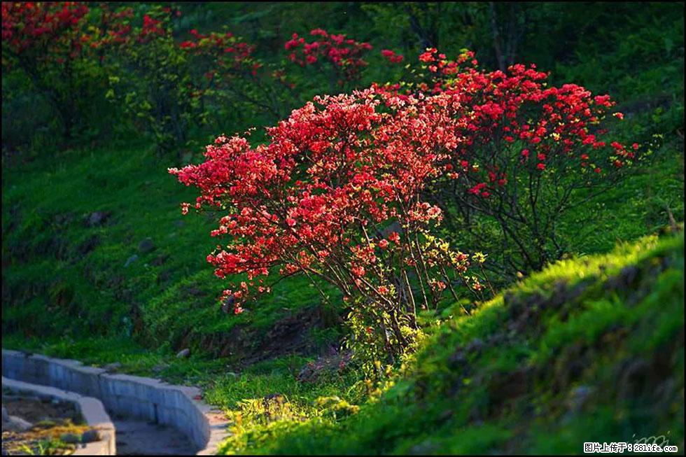 【春天,广西桂林灌阳县向您发出邀请!】春木界上映山红 - 游山玩水 - 榆林生活社区 - 榆林28生活网 yl.28life.com