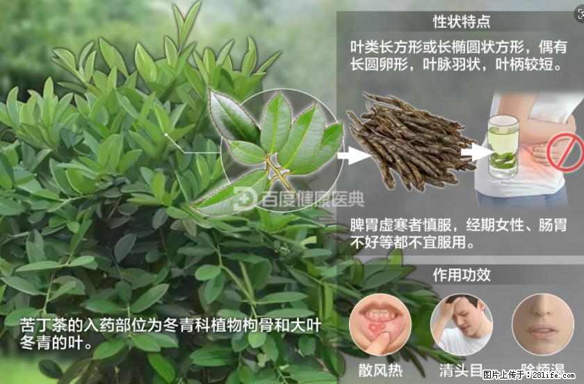 苦丁茶有哪些功效和作用 - 生活百科 - 榆林生活社区 - 榆林28生活网 yl.28life.com