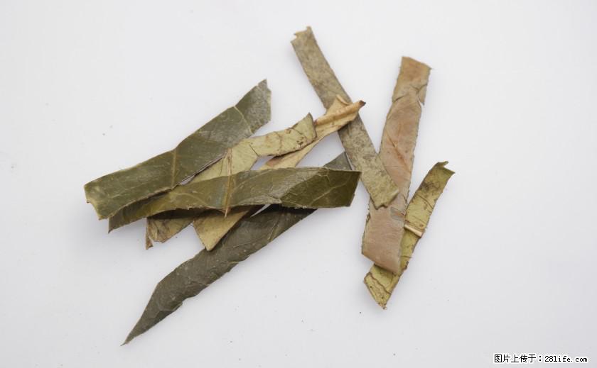 苦丁茶有哪些功效和作用 - 生活百科 - 榆林生活社区 - 榆林28生活网 yl.28life.com