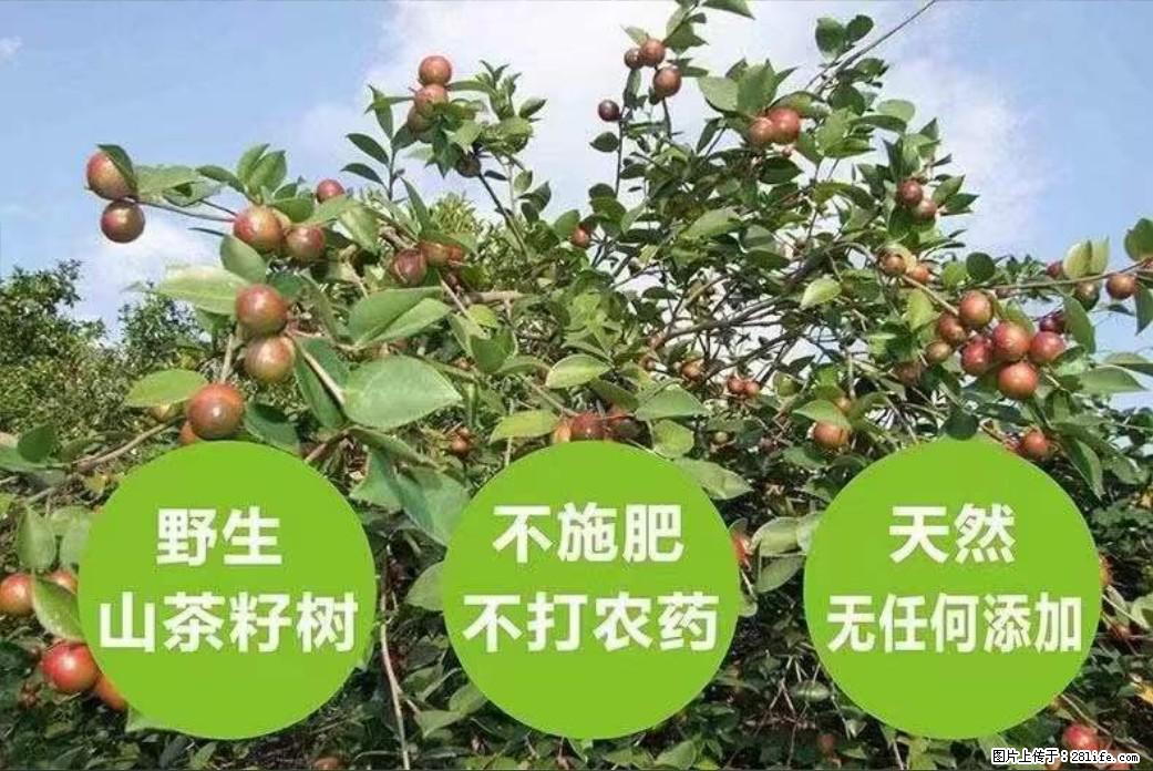 【灌阳县油茶产业示范区】一个有着充实的精神生活的人,对待身外之物自会有一种淡泊的态度 - 美食天地 - 榆林生活社区 - 榆林28生活网 yl.28life.com