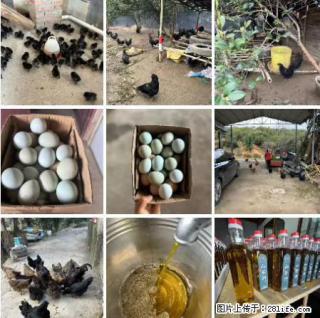 油茶园从小鸡仔开始养起的纯土鸡、土鸡蛋可以预定啦！还有前几天刚榨的纯山茶油哦 - 榆林28生活网 yl.28life.com