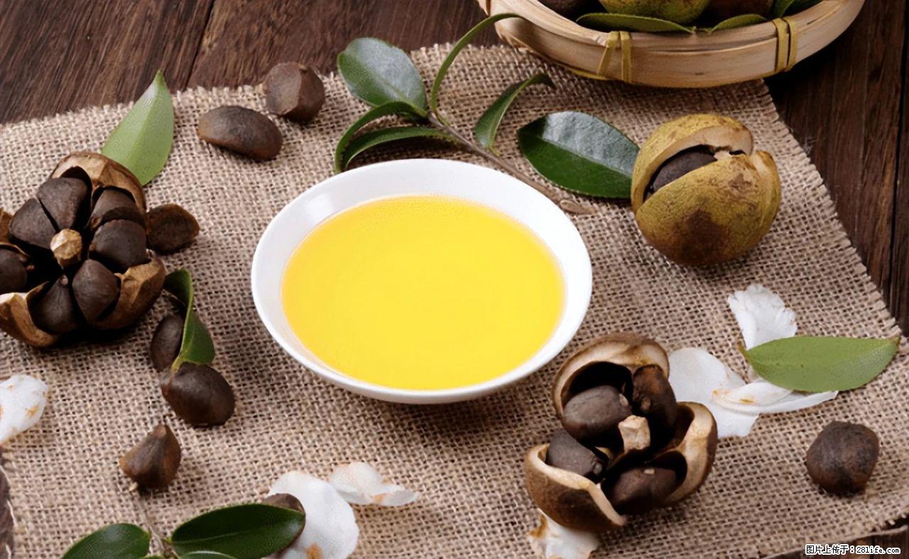 揭秘茶油的5大核心营养成分！被称为人体健康的“守护盾”！ - 榆林生活资讯 - 榆林28生活网 yl.28life.com