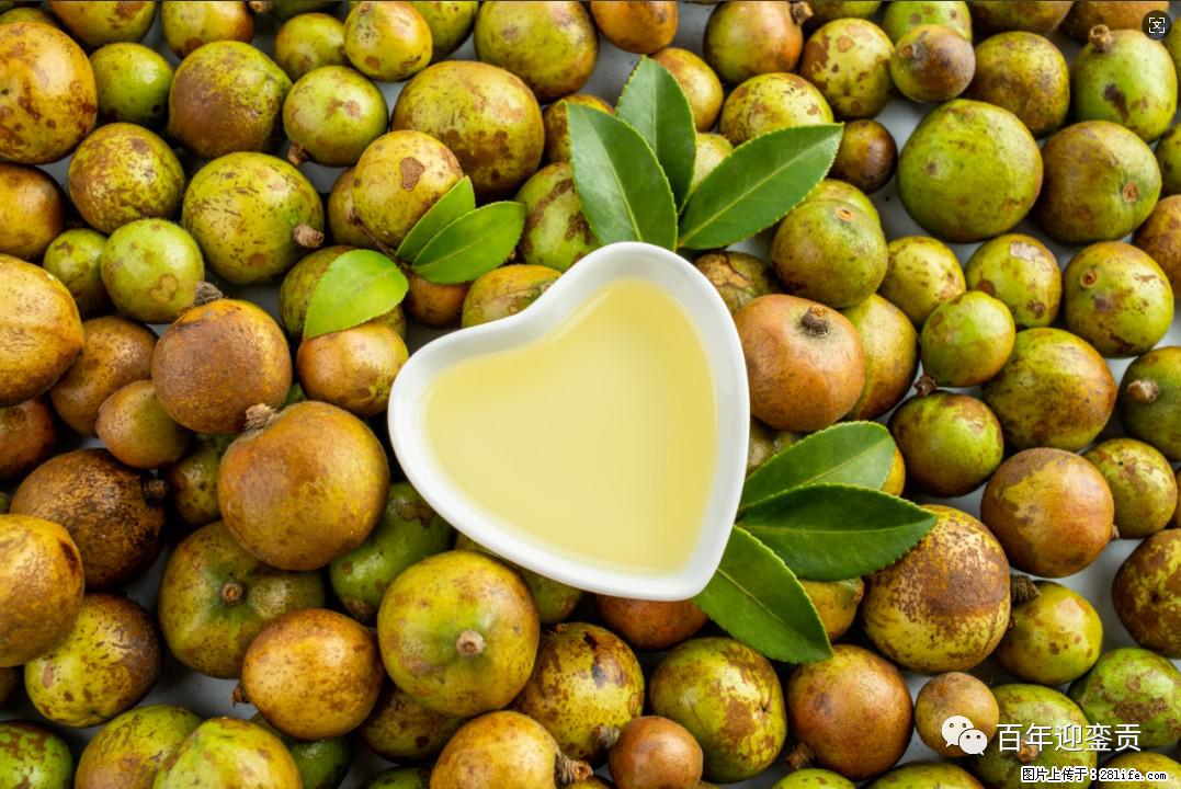 世界没有真相，只有认知，最好的食用油是中国的山茶油！ - 榆林生活资讯 - 榆林28生活网 yl.28life.com