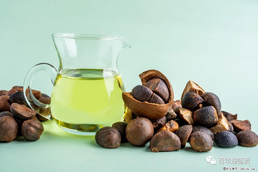 世界没有真相，只有认知，最好的食用油是中国的山茶油！ - 榆林生活资讯 - 榆林28生活网 yl.28life.com