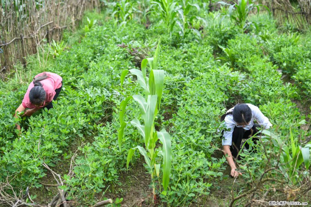 全网追的“扁担女孩”,找了一份暑假工,时薪12元 - 榆林生活资讯 - 榆林28生活网 yl.28life.com