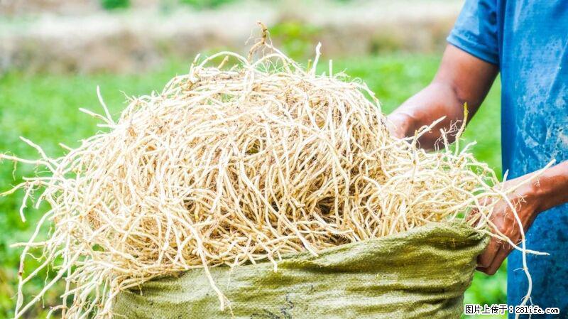 堪称“最难吃”的蔬菜，却是 “抗辐射神器”，还能护肺、清热、止咳化痰！ - 榆林生活资讯 - 榆林28生活网 yl.28life.com