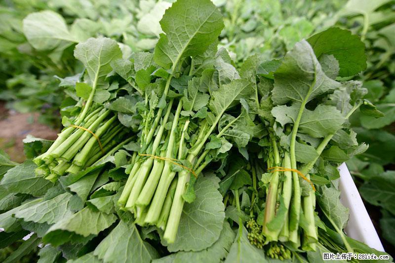 这些蔬菜是“天然钙片”，这6种被医生重点推荐 - 榆林生活资讯 - 榆林28生活网 yl.28life.com